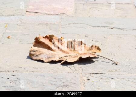 Dry leaf on stony path. Stock Photo