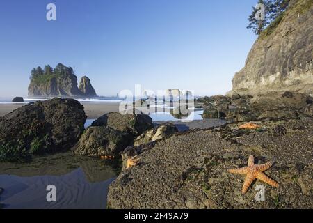 Offsore Sea Stacks and Tidepools with Ochre Sea Stars (Pisaster ochraceus) Second Beach Olympic National Park Washington State USA LA001587 Stock Photo