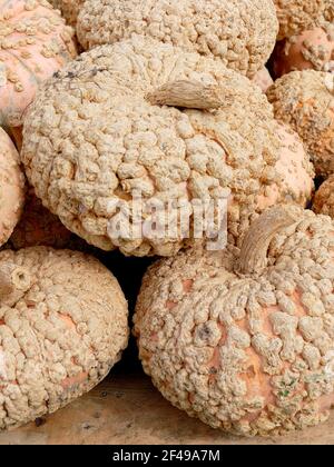 White Decorative Pumpkins with Warts and Bumps Stock Photo