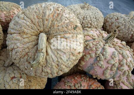 White Decorative Pumpkins with Warts and Bumps Stock Photo
