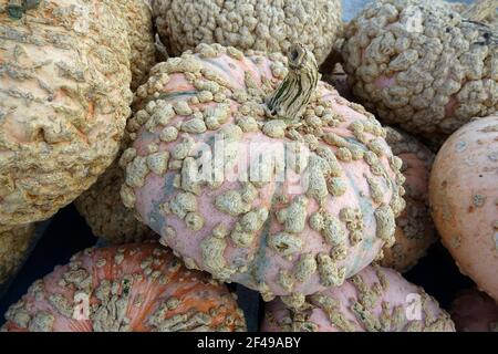 White Decorative Pumpkins with Warts and Bumps Stock Photo