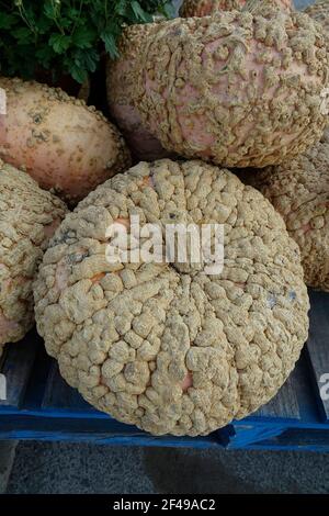 White Decorative Pumpkins with Warts and Bumps Stock Photo