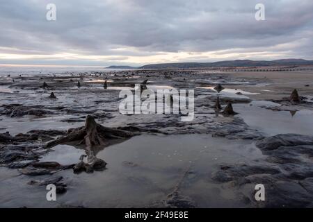 Borth, Ceredigion, Wales, UK. 19th March 2021 UK Weather: Low tide after a stormy few weeks have uncovered the submerged forest at Borth. © Rhodri Jones/Alamy Live News