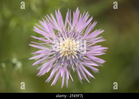Flora of Gran Canaria - flowering Galactites tomentosa, purple milk thistle, natural macro floral background Stock Photo