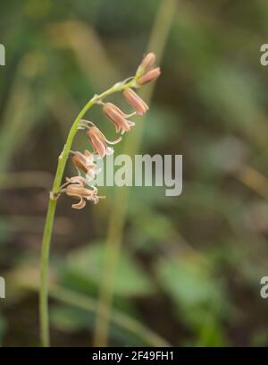 Flora of Gran Canaria -  flowering Dipcadi serotinum natural macro floral background Stock Photo