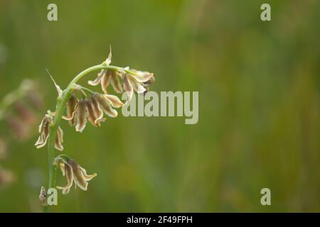 Flora of Gran Canaria -  flowering Dipcadi serotinum natural macro floral background Stock Photo