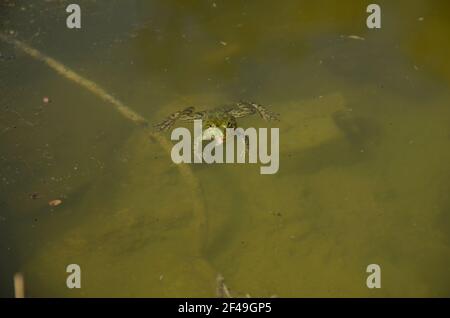 the small brown frog melt with clay in the water. Stock Photo