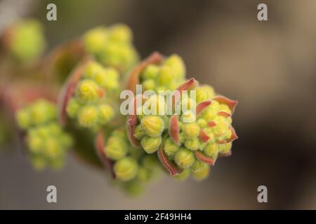 Flora of Gran Canaria - Aeonium canariense subspecies virgineum forming inflorescence, species endemic to Canary Islands, natural macro floral backgro Stock Photo