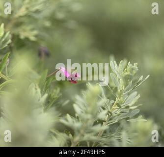 Flora of Gran Canaria - Artemisia thuscula, canarian wormwood flowers, natural macro floral background Stock Photo
