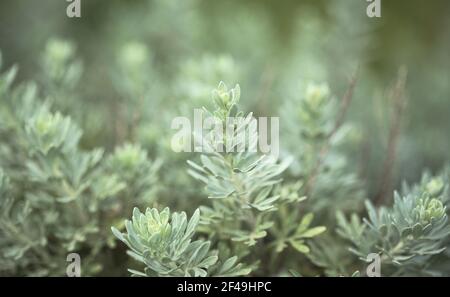 Flora of Gran Canaria - Artemisia thuscula, canarian wormwood flowers, natural macro floral background Stock Photo