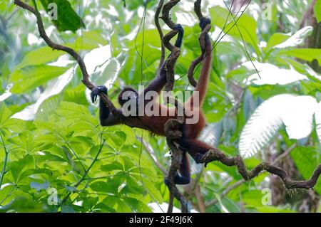 Spider Monkey (Ateles geoffroyi) - Corcovado National Park, Costa Rica Stock Photo