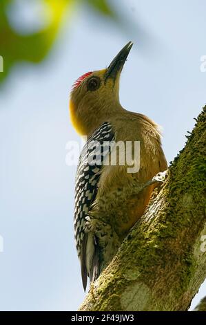 Hoffmann's Woodpecker (Melanerpes hoffmannii) at Monteverde Cloud Forest Reserve - Costa Rica Stock Photo