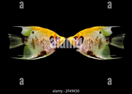 Angelfish (Pterophyllum scalare), also known as the freshwater angelfish, isolated in black background. Composite picture of two fish. Stock Photo