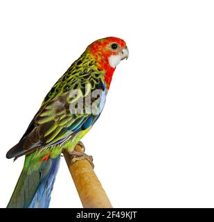 An Eastern Rosella (Platycercus eximius) standing on a perch. Isolated in white background Stock Photo