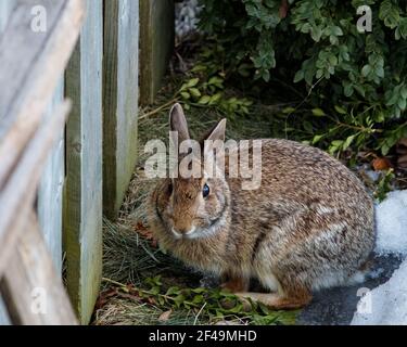 A cautious eastern cottontail rabbit (Sylvilagus floridanus) cautiously watches from the base of a wooden backyard fence. Stock Photo