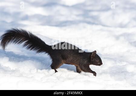 An eastern gray squirrel with black fur walks cautiously through snow. The squirrel has a melanistic phenotype. Stock Photo