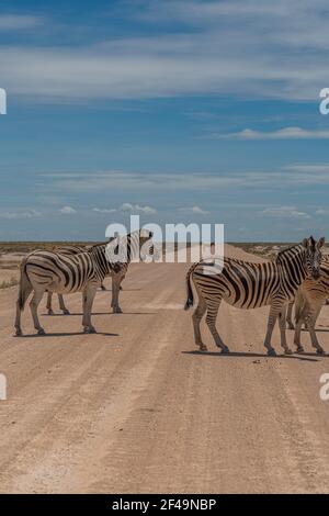 Herd of Zebras crossing the street at the Etosha Pan in Etosha National Park, Namibia, Africa