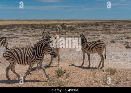 Zebras at the Etosha Pan in Etosha National Park, Namibia