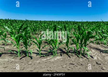 Green field of young corn with clean rows Stock Photo