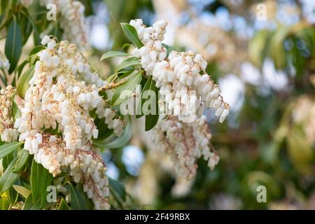 Pieris japonica forest flame flowering in spring - Scotland, UK Stock Photo