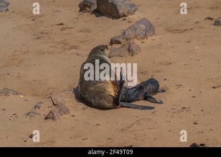 Fur seals mother and baby at Cape Cross at the skelett coastline of Namibia, Cape Cross is the largest South African fur seal colony Stock Photo