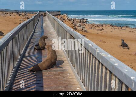 Fur seals lie at the walkingway at Cape Cross at the skelett coastline of Namibia at the Atlantic Ocean, Stock Photo