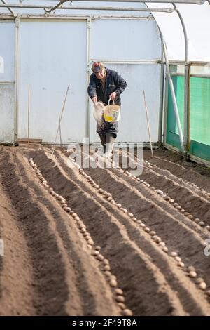 David Helme, in his 80's keeping active and busy preparing the ground the planting potatoes in large polytunnel. Stock Photo