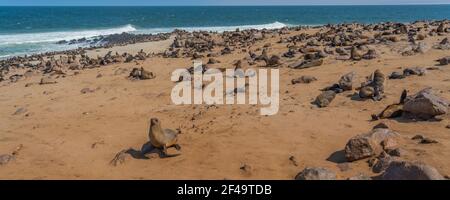 Colony of fur seals at Cape Cross at the skelett coastline of Namibia at the Atlantic Ocean, Cape Cross is the largest South African fur seal colony Stock Photo