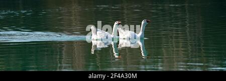 A pair of white geese swimming in the water They comment loudly about the photographer Stock Photo