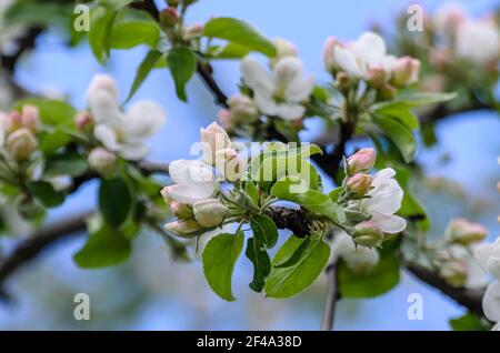 Spring apple tree blossom against blue sky  Stock Photo