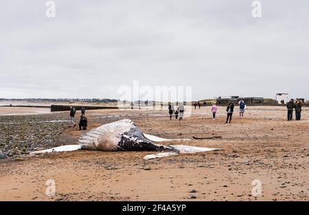 Blyth, Northumberland, UK, 19th March 2021. Dead humpback whale washes up on beach. Gaul N E News/Alamy News Stock Photo