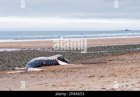 Blyth, Northumberland, UK, 19th March 2021. Dead humpback whale washes up on beach. Gaul N E News/Alamy News Stock Photo