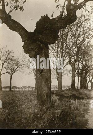 Sauerkirsche (Prunus Cerasus). Trunk with tubering Stock Photo