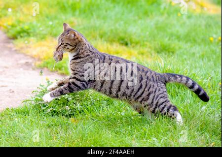 A close up profile image of a female tabby cat carrying a dead mouse in its mouth.  Copy space. Stock Photo