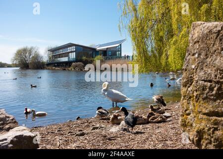 Water birds basking in the sun on a lake shore Stock Photo