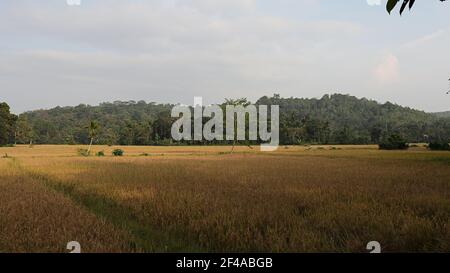 Siargao Rice Field Rice field with yellowish green grass, blue sky, cloud. Tropical ...