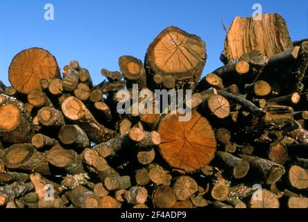 Wood pile on cleared land in Tuscany, Italy Stock Photo