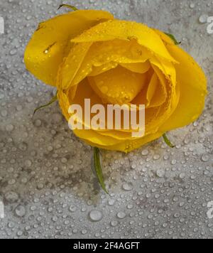 isolated yellow rose on wooden background, textured Stock Photo