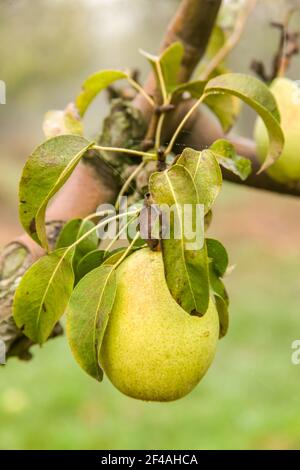 Hood River, Oregon, USA.  Close-up of Bartlett Pears growing on the tree on a foggy morning.
