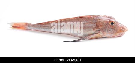 Red mullet on white background, Lepidotrigla cadmani Stock Photo