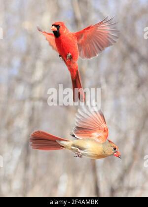Northern Cardinal family flying, Quebec, Canada Stock Photo