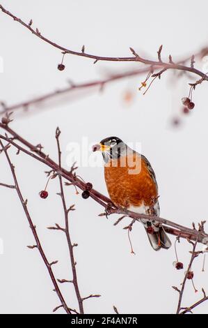 Vadnais Heights, Minnesota. American Robin, Turdus migratorius eating berries from a crabapple tree in the spring. Stock Photo