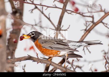 Vadnais Heights, Minnesota. American Robin, Turdus migratorius eating berries from a crabapple tree in the spring. Stock Photo