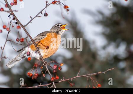 Vadnais Heights, Minnesota. American Robin, Turdus migratorius swallowing a berry from a crabapple tree in the spring. Stock Photo