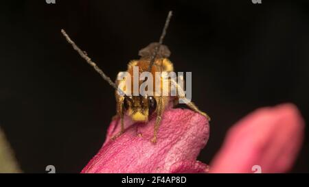 long-horned bee (lat. Eucera longicornis) is a species of bee in the family Apidae, subfamily Apinae, and tribe Eucerini Stock Photo