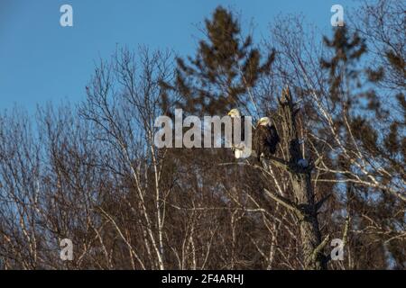A pair of bald eagles perched in a snag in northern Wisconsin. Stock Photo