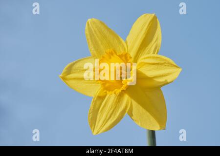 Portrait of single yellow daffodil flower clearly showing petals, stamens and pollen.  Flower stands in front of complementary cloudless, blue sky.