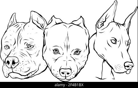 draw in black and white of Heads of dogs pitbull dobermann bulldog vector Stock Vector
