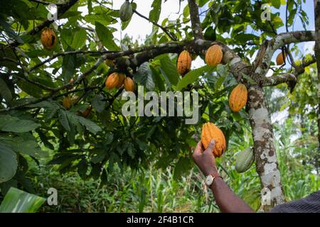 Close-up of a yellow cocoa pod held in the hand by an African farmer in his plantation. Stock Photo