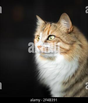 Fluffy cat head shot, side profile. Cute female long hair kitty in front of defocused dark background. Striking asymmetric face markings with yellow e Stock Photo